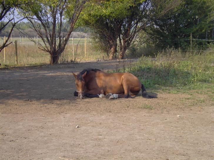 Hannoveraner Disney - Sommeren 2005.  billede 9