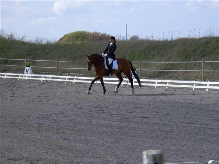 Hannoveraner Disney - C-stævne på Vindinge (2008) billede 10