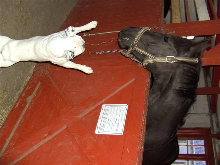 Dansk Varmblod Skovlunds Zarfir - Min hund hilser på vores nye ven:-) billede 20