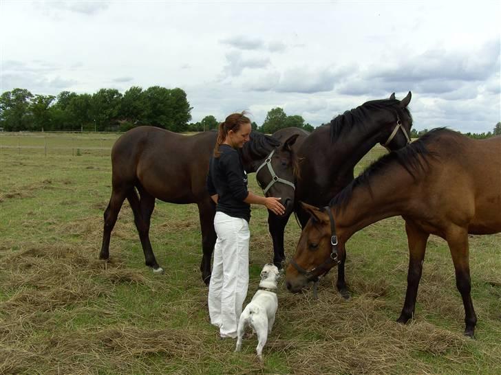 Dansk Varmblod Skovlunds Zarfir - Sommeren 2008. Zarfir ( til venstre ), Achilleus ( midten ) og Fiocco ( til højer ) Vi skulle lige ud og hilse og alle sammen syns det er vældigt hyggeligt billede 7
