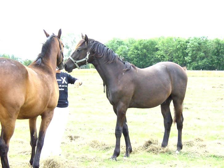 Dansk Varmblod Skovlunds Zarfir - Sommeren 2008. Zarfir og hans legekammerat billede 8