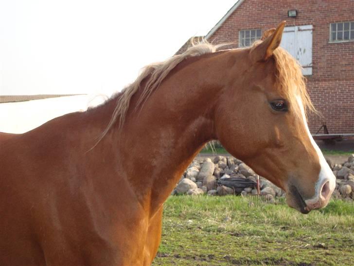 Arabisk fuldblod (OX) TA Wahir ibn Hafez  billede 12