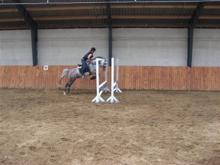 Arabisk fuldblod (OX) Rashid ox R.I.P. billede 19