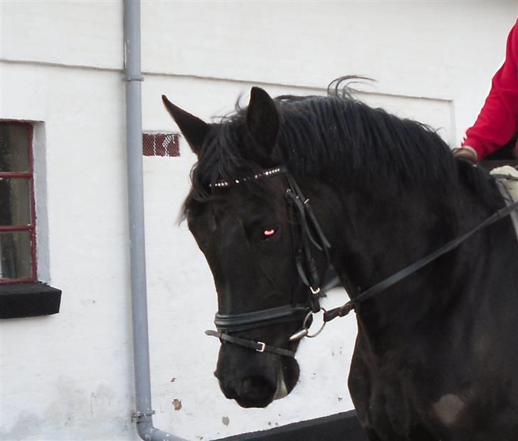 Pinto Miss June *solgt* billede 1