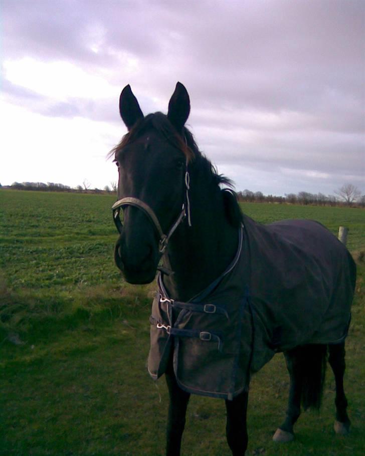 Pinto Miss June *solgt* billede 2