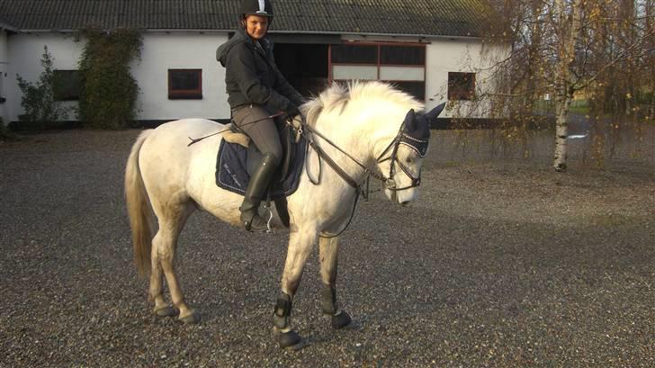 Anden særlig race Mr. Mayson billede 5