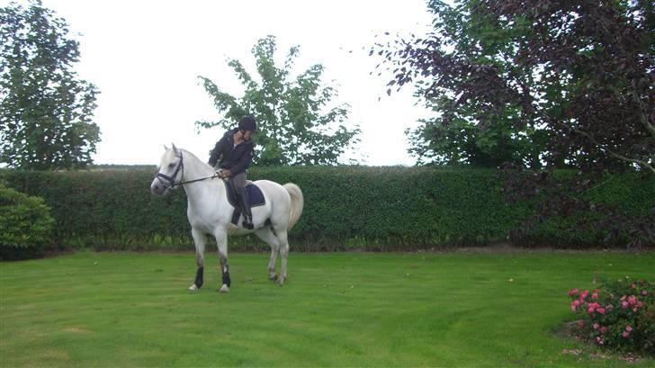 Anden særlig race Mr. Mayson - <33 billede 6