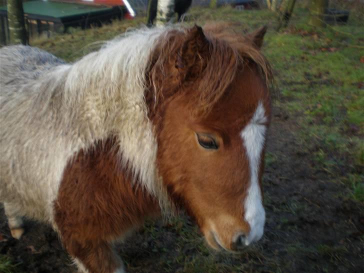 Shetlænder Bella - Bella, godt 6 måneder gammel. billede 1