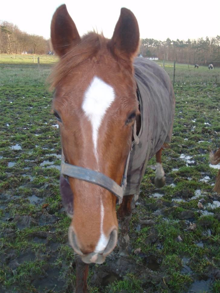 Sportsaraber (A) Loucky - Velkommen Til Loucky´s Profil ^^ billede 1