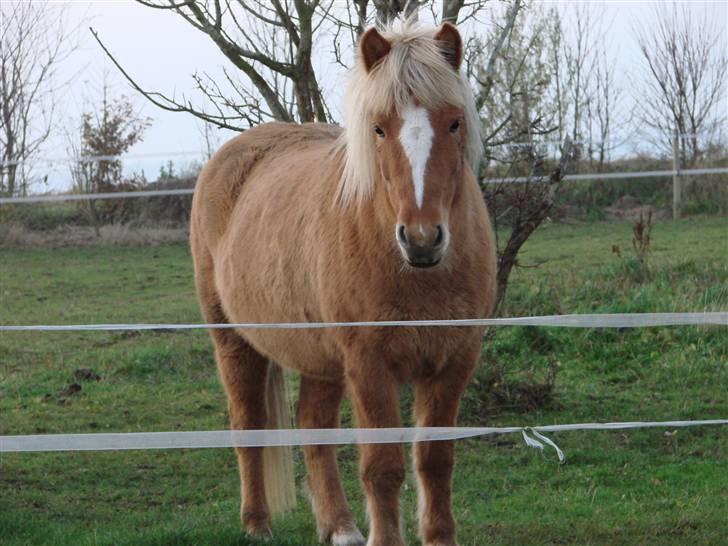 Islænder Sóley - Er hun ikke bare SMUK??? billede 1
