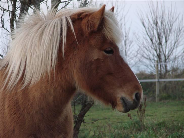 Islænder Sóley - En meget opmærksom Sóley :D billede 2