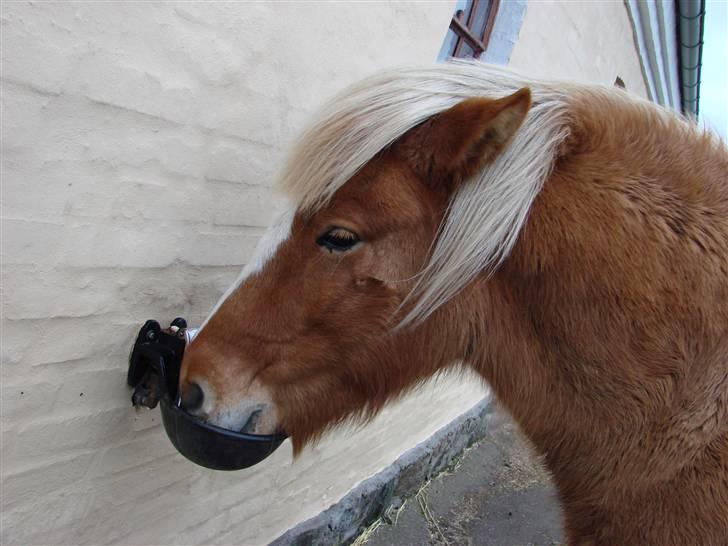 Islænder Sóley - Jaah drikkekop!!!!!!!!!!!!! billede 3