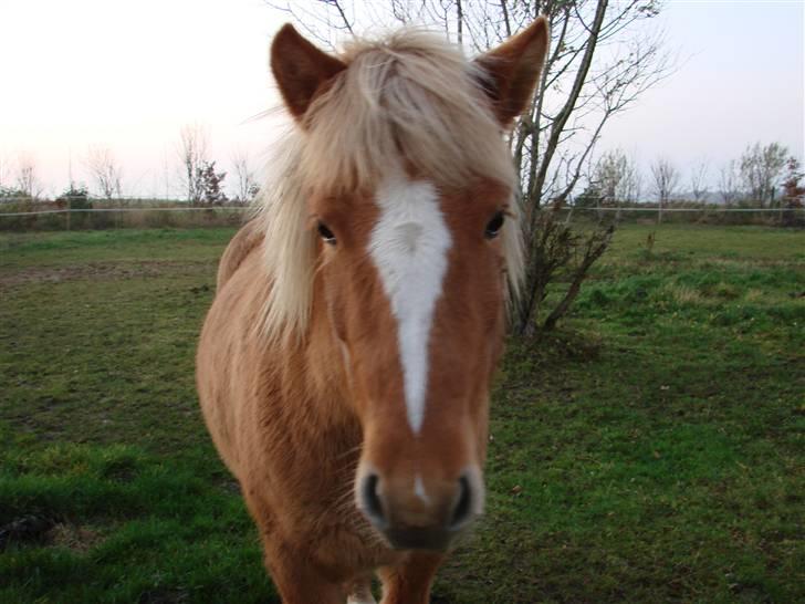 Islænder Sóley billede 4