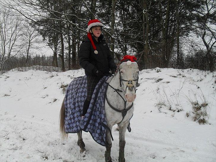 Hollandsk Sportspony Tiger - My soulmate<3 (Snoopy) - Tiger på skolen igen :D billede 11