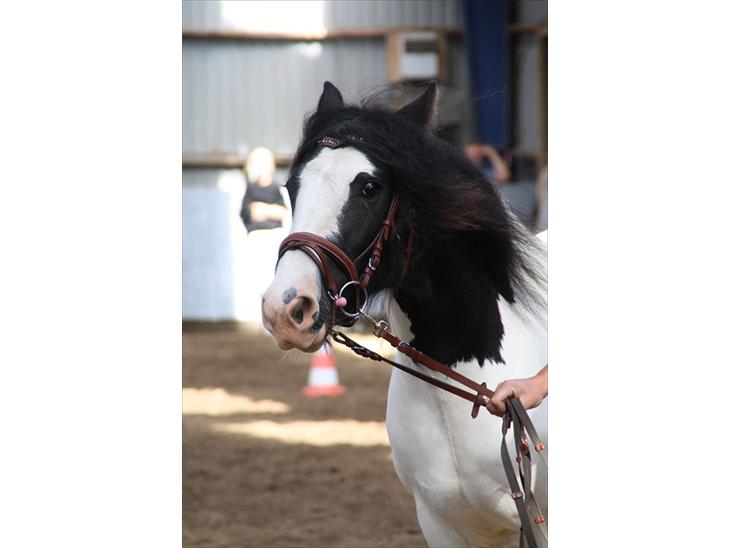 {{currentPhoto.altText}} billede {{currentPhoto.number}}