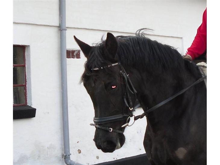 {{currentPhoto.altText}} billede {{currentPhoto.number}}