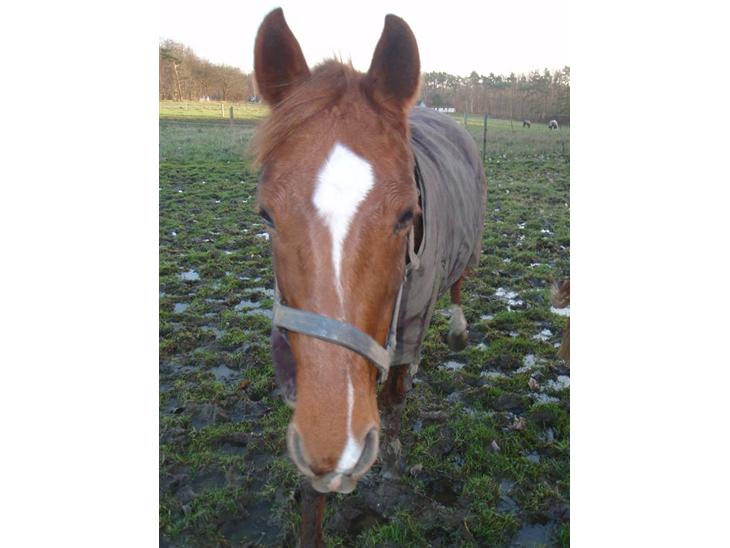 {{currentPhoto.altText}} billede {{currentPhoto.number}}