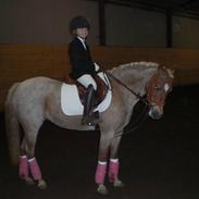 Welsh Pony (sec B) Doryella