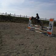 Welsh Pony (sec B) Doryella