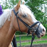 Haflinger Emma (Halvpart)