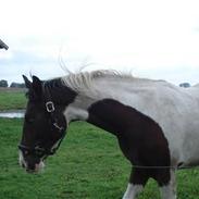 Pinto NormaJean *solgt* :-/