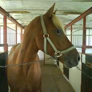 New Forest Fuglekildes Savoy