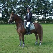 Hollandsk Sportspony Ducardo 