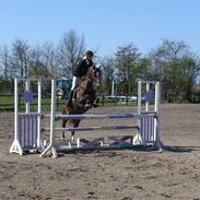 Hollandsk Sportspony Ducardo 