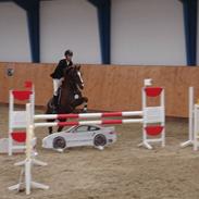 Hollandsk Sportspony Ducardo 