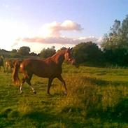 Anden særlig race Tirano