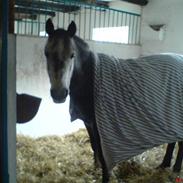 Hollandsk Sportspony Sjaakie R.i.p