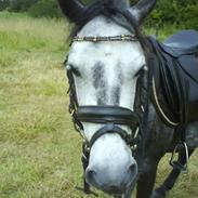 Hollandsk Sportspony Sjaakie R.i.p