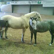 Hollandsk Sportspony Sjaakie R.i.p