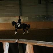 Dansk Varmblod Svanegaardens Dior