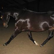 Dansk Varmblod Svanegaardens Dior