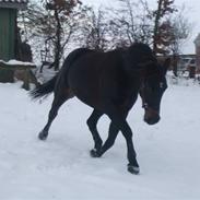 Anden særlig race Ronja - Tidligere hest.