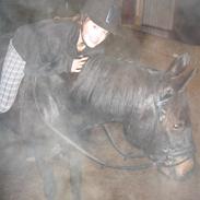 Anden særlig race Ronja - Tidligere hest.