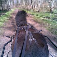 Shetlænder Lille Stormy