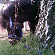 Shetlænder Lille Stormy