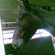 Dansk Varmblod cassiopaia