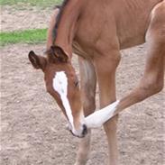 Dansk Varmblod skovslands Lavega