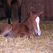 Dansk Varmblod skovslands Lavega