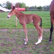 Dansk Varmblod skovslands Lavega