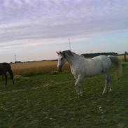 Anden særlig race Noa