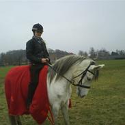 Anden særlig race Noa