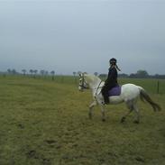 Anden særlig race Noa