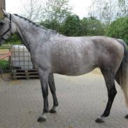 Dansk Varmblod Lykkesborgs Romantica