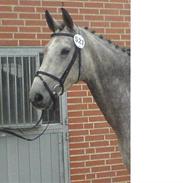 Dansk Varmblod Lykkesborgs Romantica