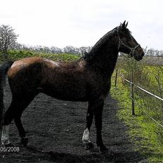 Hannoveraner Zacharias Star *solgt*