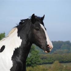 Irish Cob Flicka (Asperas Juniva)